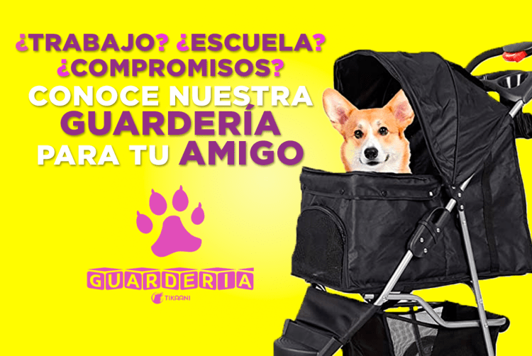 ¡Lista la guardería para tu perro!